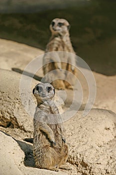 Suricates