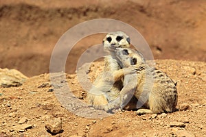Suricates