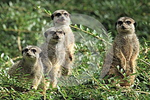 Suricates