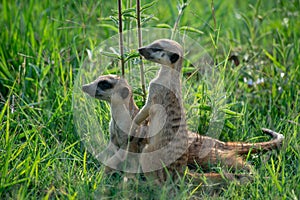 Suricates frolicking in the green grass of Africa.