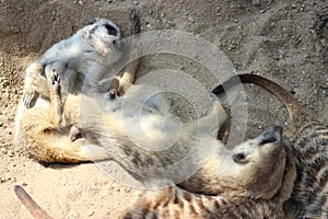 Suricates ( Meerkats)