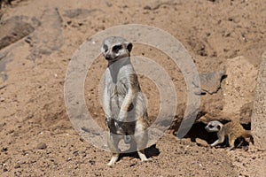 Suricates nest