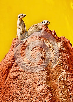 Suricates on the red lava rock