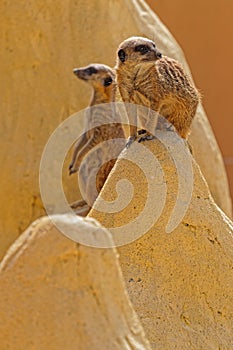 Suricates on top of sand dunes