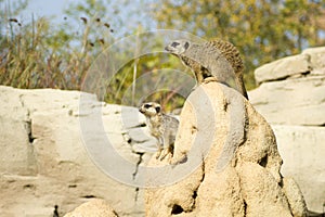 Suricato o meerkat | Suricata suricatta