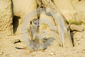 Suricato o meerkat | Suricata suricatta photo