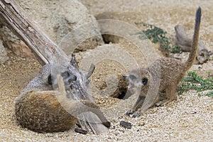 Suricato (Suricata Suricatta)