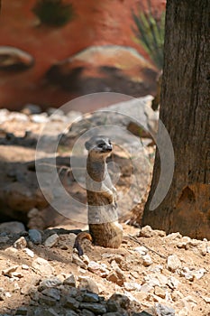 Suricatta Suricata. La Suricata is a kind of carnivorous mammal of the Herpestidae family