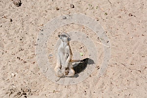 Surikata on sand. Surikat in a profile.