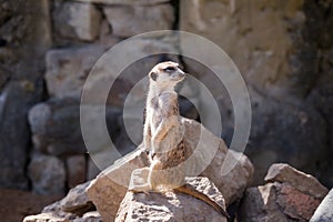 Surikata, Suricata suricatta. Small african mammal meerkat or suricate watching out for dange