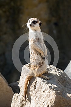 Surikata, Suricata suricatta. Small african mammal meerkat or suricate watching out for dange