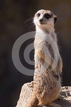 Surikata, Suricata suricatta. Small african mammal meerkat or suricate watching out for dange