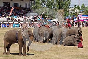 The Surin Elephant Round-up