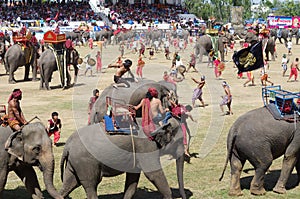 The Surin Elephant Round-up