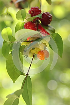 Surinam cherries in South Florida photo