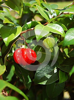 Surinam Cherry