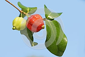 Surinam Cherry berries n summer