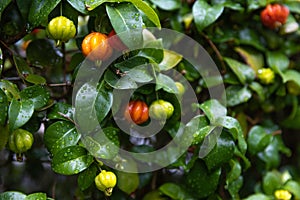 A Surinam Cherry plant after the rainstorm