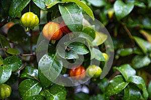 A Surinam Cherry plant viewed up close after a rainstorm