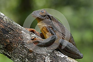 Surinam golden-eyed tree frog photo