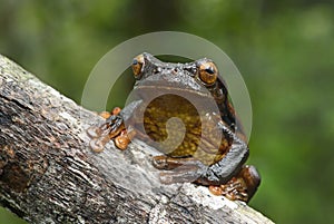 Surinam golden-eyed tree frog photo