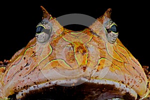 Surinam horned frog photo