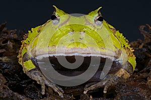 Surinam horned frog / Ceratophrys cornuta photo