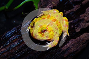 Surinam Horned frog Golden Frog photo