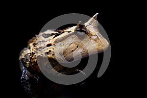 The Surinam horned frog isolated on black