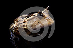The Surinam horned frog isolated on black photo