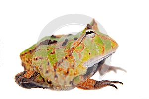 The Surinam horned frog isolated on white