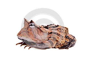 The Surinam horned frog isolated on white