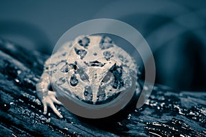 Surinam Horned frog micro photo