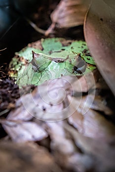 Surinam horned frog photo