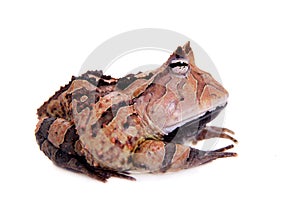 The Surinam horned frog on white