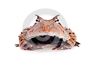 The Surinam horned frog on white