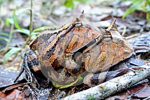 Surinam horned frogs mating photo