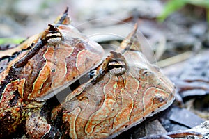 Surinam horned frogs mating photo