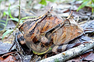 Surinam horned frogs mating