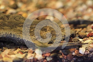 Surinam toad photo