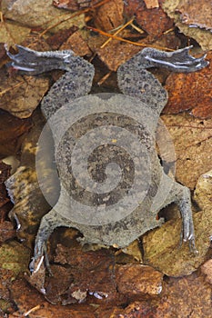 Surinam Toad / Pipa pipa