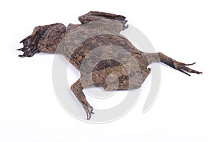 Surinam toad Pipa pipa photo