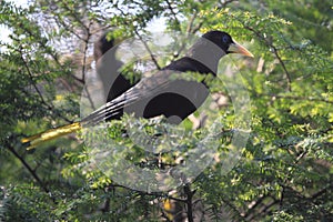 Suriname crested oropendola photo