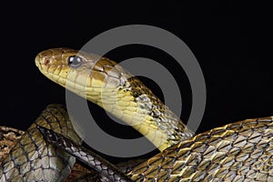 Suriname Puffing Snake Pseustes sulphureus dieperinkii