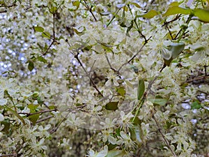 A Surinamese cherry tree or Pitanga with flowers. photo