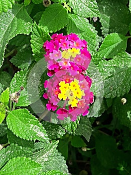 Surinamese flower photo