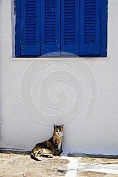 Surly cat in the shade under blue shutters