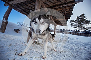 Surly dog Siberian Husky