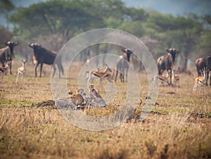 Surounded by wildebeast and antelope, a Cheetah family rests.