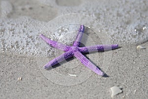 Surple Starfish and Sea